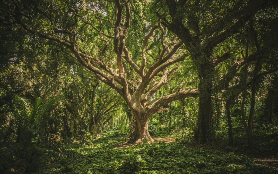 Growing Memories and Forests from Burial Sites